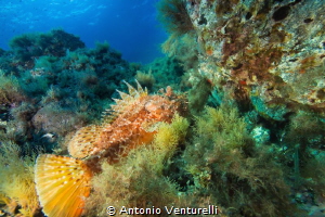 Mediterranean Scorpionfish portrait by Antonio Venturelli 